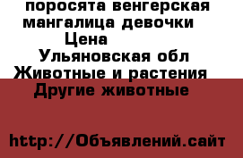 поросята венгерская мангалица(девочки) › Цена ­ 5 000 - Ульяновская обл. Животные и растения » Другие животные   
